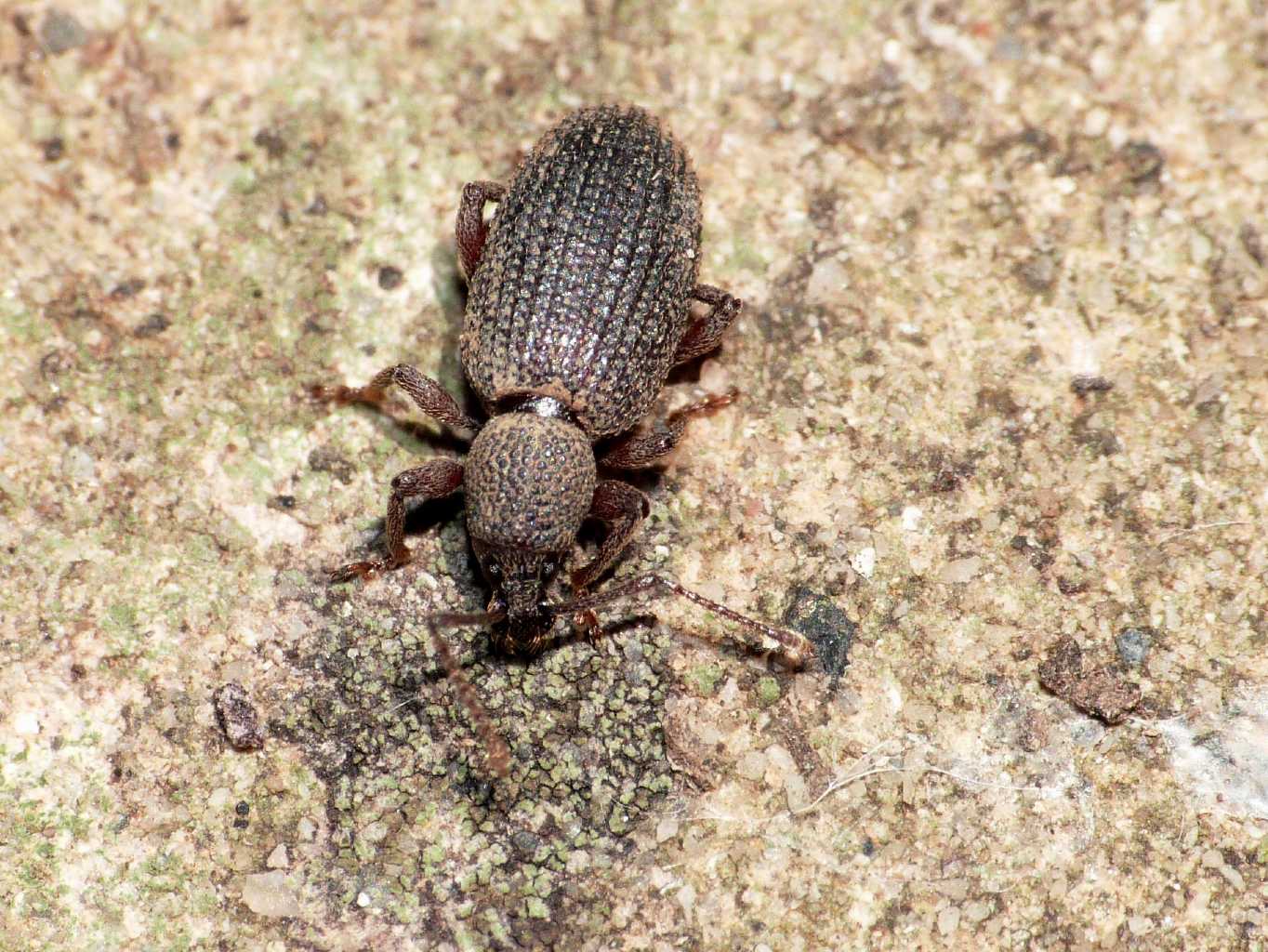 Piccolo Curculionidae sotto pietra- Otiorhynchus cf. affaber